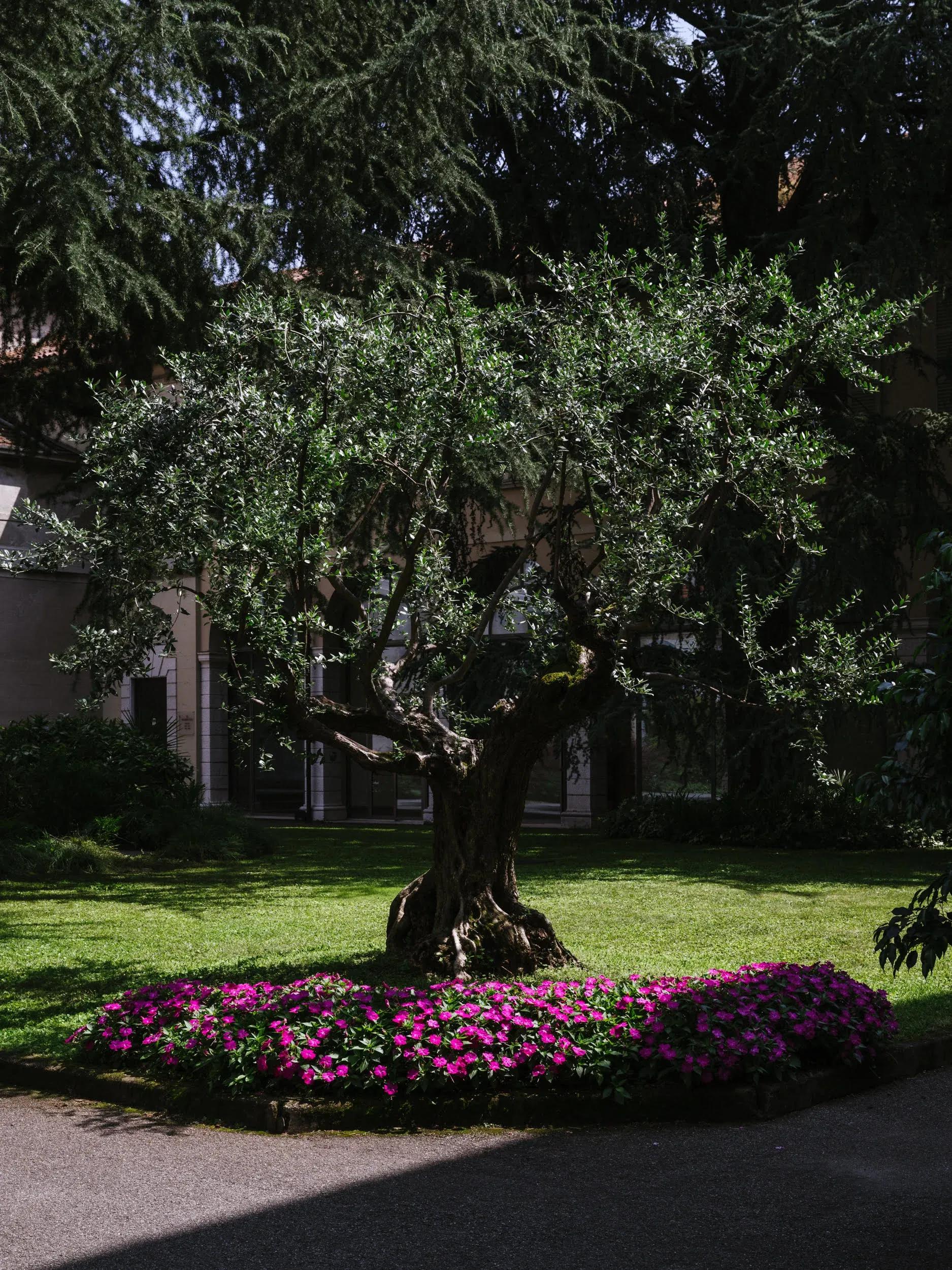 centro-paolo-vi-ulivo-giardino